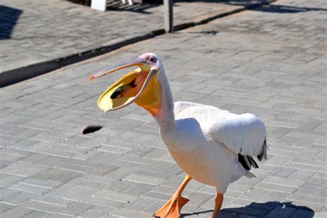 Pelican Eating Fish Stock Image Image Of Eating Yellow 17693365