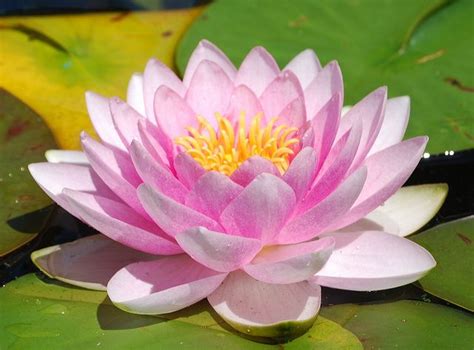 A Perfect Water Lily Flowervery Pale Pink Lotus Flower Pictures