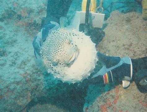 Pufferfish In Defensive Mode Underwater Photography Underwater