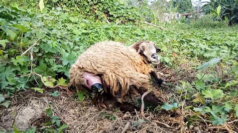 Jangan lupa subscribe ya agar nggak rugi ketinggalan. Proses Kelahiran Anak Kambing Biri-Biri - YouTube