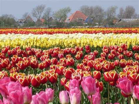 Pinksteren valt geregeld gunstig in het jaar; Meivakantie en Pinksteren weer voorbij.. - Texel Yurts