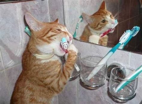 Cat Brushing Teeth Funny Pictures