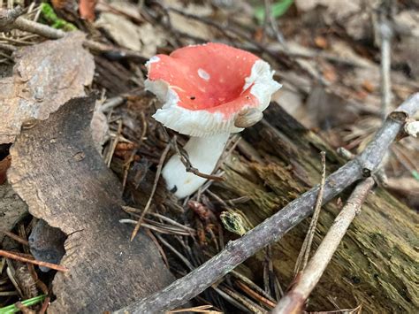 Mushrooms Found In North Georgia Rbiology