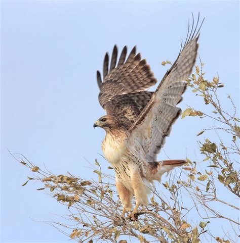 A Hawk Is Perched On Top Of A Tree Branch With Its Wings Spread Wide Open