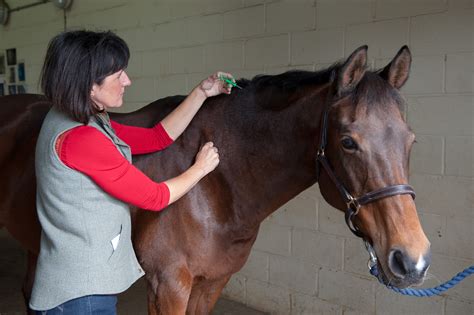 Horse And Pony Vaccinations And Disease Control Blue Cross