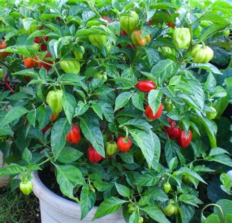 3 Caribbean Red Habanero Chili Super Hot Pepper 3 Live Plant Etsy