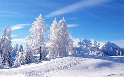 Paisaje De árboles Blancos De Invierno Nevado Fondo De Pantalla Hd