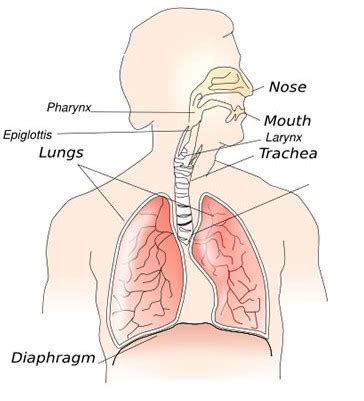 Reactive Airway Disease in Children, Adults - Treatment, Symptoms
