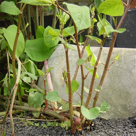 (japanese knotweed is a schedule 9 listed plant). Japanese Knotweed Identification Services | Complete ...