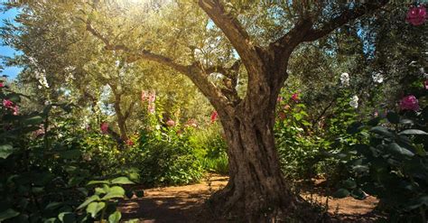 The Garden Of Gethsemane And Jesus Christ