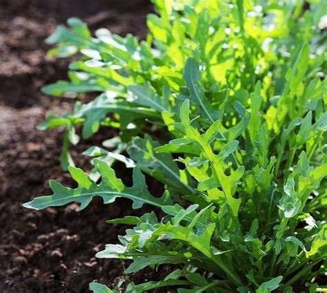 Growing Arugula And Adding A Spicy Bite To The Menu
