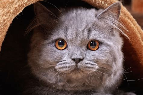 British longhair cats.blh:highlander,britanica,lowlander.colour.cattery mysticat house. The British Longhair Cat - Cat Breeds Encyclopedia