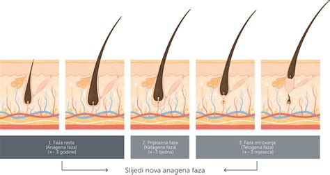 Hair Care Basics Around Hair Structure And Growth Cycle Revalid®
