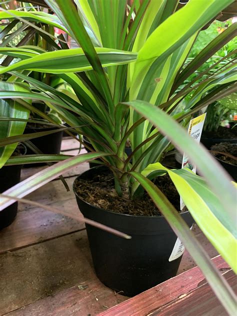 Can These Two Plants Actually Thrive In The Same Pot Or Is This A