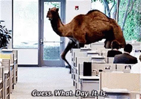 Hump Day Gif Hump Daw Guess What Day It Is Camel Discover Share Gifs