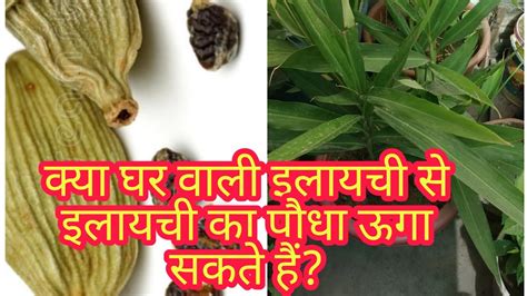 How To Grow Cardamom Plant From Seeds At Home क्या घर वाली इलायची से