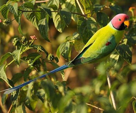 Plum Headed Parakeet Birds Of India Bird World