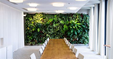 Beautiful Office Plants Sourced Installed And Maintained London