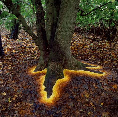 Glowing Base Of Tree Made By Arranging Leaves Pics