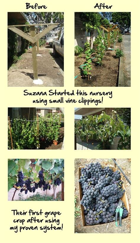 Grow Perfect Grapes Grape Plant Grape Vine Trellis Garden Vines
