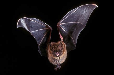 5 Surprising Facts About Bats Britannica
