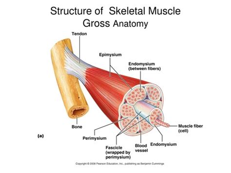 Anatomy Lab Exam 3 Definitions Flashcards Quizlet