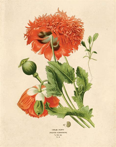 Vintage Flower Botanical Print Reproduction. Red Opium Poppy Wildflower ...