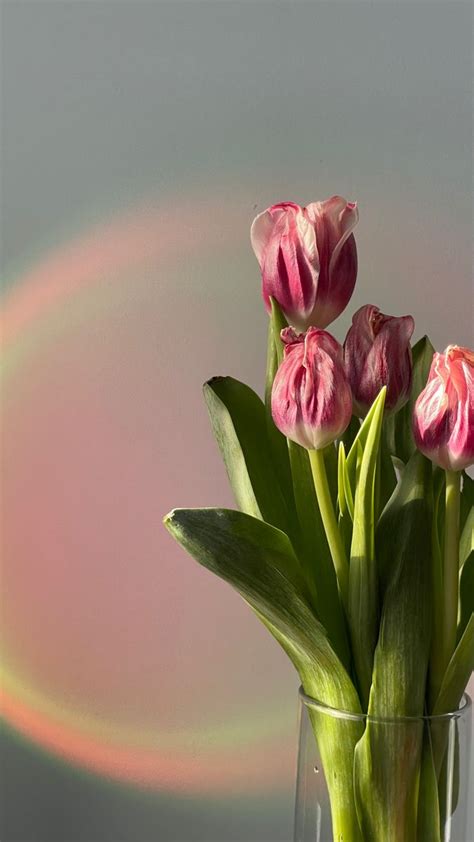 Букет Тюльпанов идея фото розовые тюльпаны закатная лампа эстетика