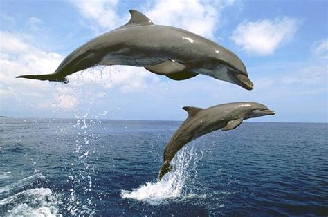 Mewarnai gambar hewan yaitu gambar burung, gambar kupu kupu, gambar bebek, gambar ayam, gambar kelinci, gambar gajah. Lumba-lumba, Mamalia Laut yang Terancam Punah - Semua ...