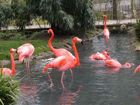 See more ideas about flamingo, flamingo bird, birds. Flamingo Birds Wallpapers - asimBaBa | Free Software ...
