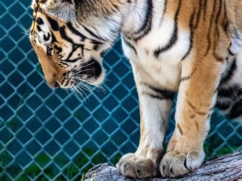 Amur Siberian Tiger Denver Zoo
