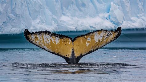 Wallpaper Antarctica Humpback Whale Tail Sea 1920x1080 Full Hd 2k