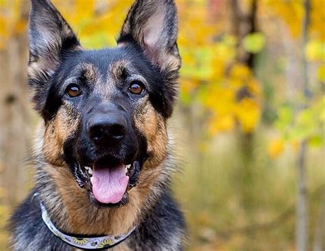 Service dogs not only provide emotional support for people with anxiety disorders, but they can also be trained to perform essential tasks. German Shepherds as Service Dogs | Pure Shepherd