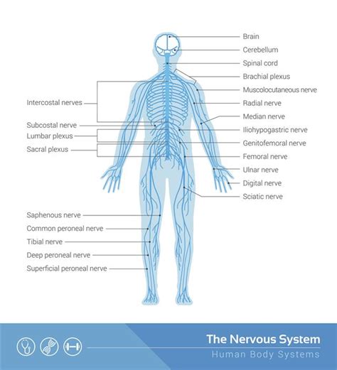 The nervous system forms the major communication and regulatory centre as well as the control unit. DIAGRAM Easy Diagram Of The Nervous System FULL Version ...