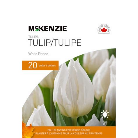 Descubra 48 Kuva Bulbe Tulipe Blanche Thptnganamst Edu Vn