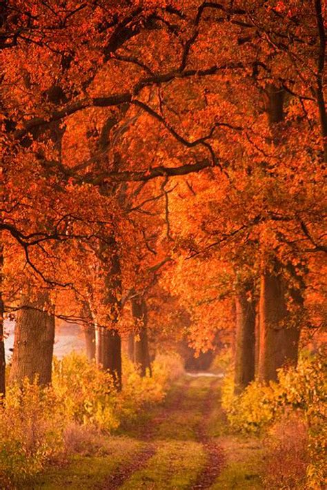 108 Best Autumn Leaves Images On Pinterest Autumn Leaves Beautiful