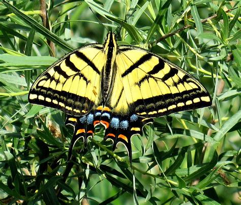 The Two Tailed Swallowtail Is The Official Insect Of Arizona