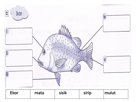 Sesuai untuk anak anda yang baru memasuki alam persekolahan. Dunia Sains dan Teknologi Tahun 1 (KSSR): Latihan