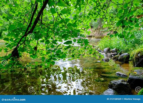 Scenic Summer River View In Forest With Green Foliage Tree Leaf And Low