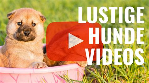 Hunde süße verrückte hunde hunde videos. 14 Lustige Hunde-Videos zum Totlachen - Süße Hunde in ...