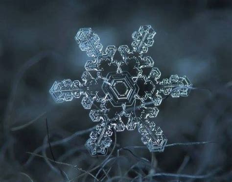 Wonderbaarlijk Snowflake Photography Snowflakes Real Snowflake Photos