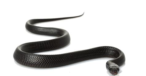 Download Black Mamba Snake Png Gif | Free PNG and Transparent Images png image