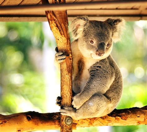 Lone Pine Koala Sanctuary Brisbane Australia 7 Of The Worlds