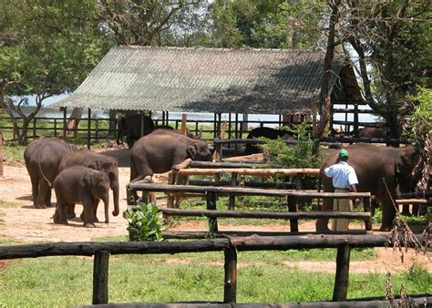 Visit The Elephant Transit Home Sri Lanka Audley Travel