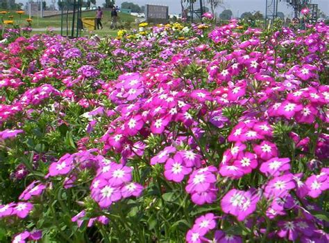 Department of agriculture (usda) plants database lists as native to north carolina. How to Grow Phlox Flowers - Plant Instructions