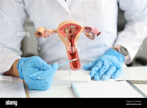 Female Reproductive Anatomy Hi Res Stock Photography And Images Alamy