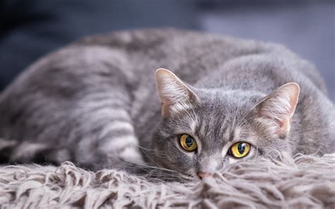 Top 30 Best Grey Male Cat Names Pupstoday