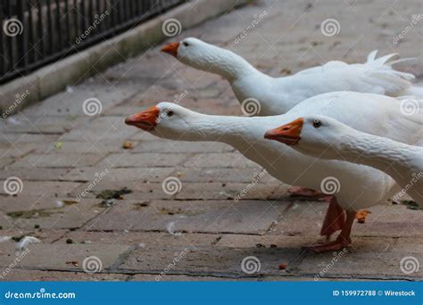 Selective Closeup Shot Of White Ducks With Orange Beaks Stock Photo