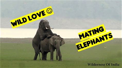 Elephant Mating Youtube