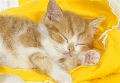 Sleeping Time For Yellow Cat Wallpapers Hd Desktop And Mobile Backgrounds
